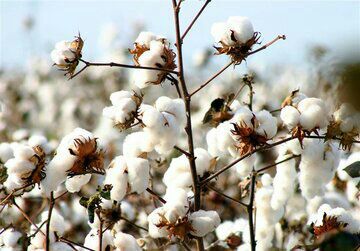 افزایش کشت مکانیزه پنبه در تایباد