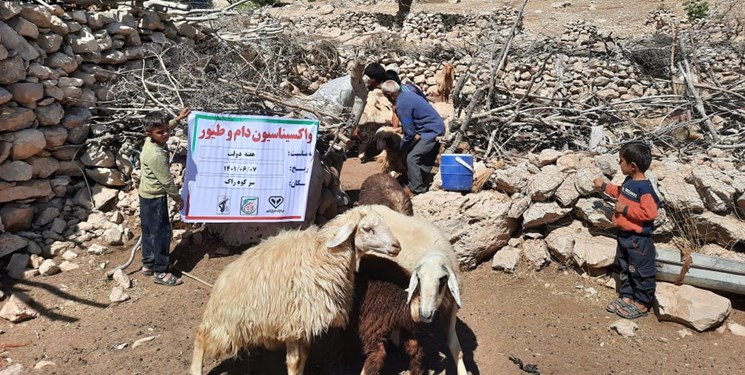 طرح ضربتی واکسیناسیون دام در مناطق عشایری کهگیلویه