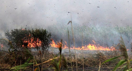 شعله ور شدن دوباره آتش در نیزارهای تالاب انزلی شعله ور شدن دوباره آتش در نیزارهای تالاب انزلی