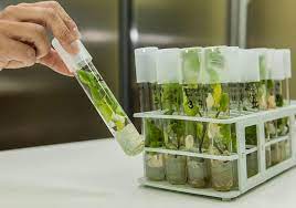 تکثیر هزاران گیاهچه با روش کشت بافت تکثیر هزاران گیاهچه با روش کشت بافت