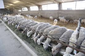 تهاتر طلب دامداران از جهاد کشاورزی با علوفه و نهاده