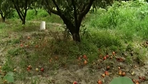 کنترل مگس مدیترانه&zwnj;ای با جمع آوری میوه&zwnj;ها و شخم سطحی پای درخت