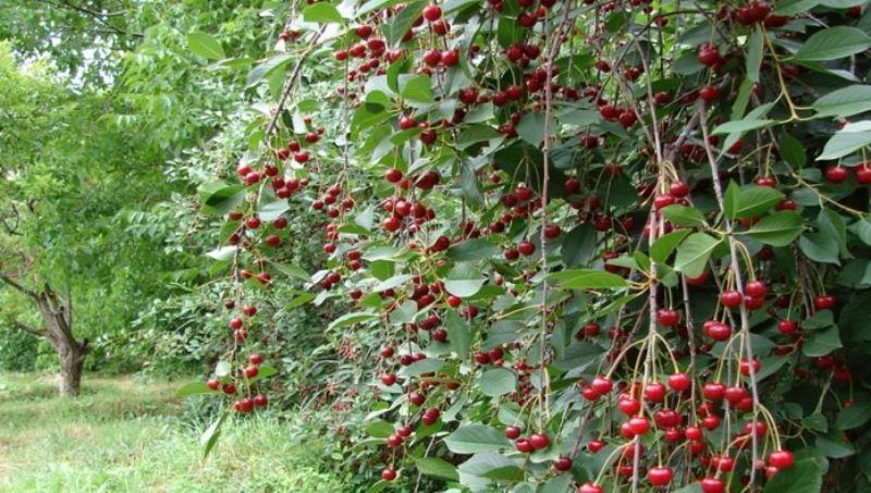 خرید حمایتی محصولات آلو و آلبالو در خراسان رضوی انجام شد خرید حمایتی محصولات آلو و آلبالو در خراسان رضوی انجام شد