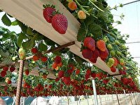 صادرات سازه های گلخانه ای به کشورهای همسایه