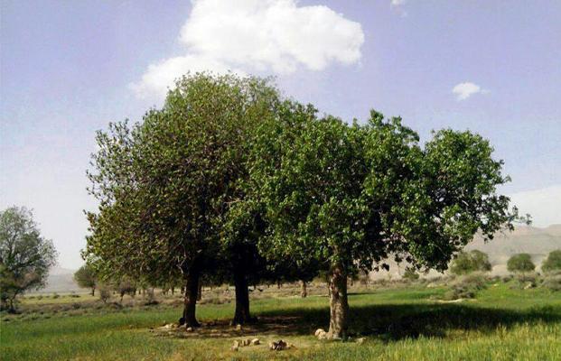 ثبت ملی ۹ اثر طبیعی در استان فارس