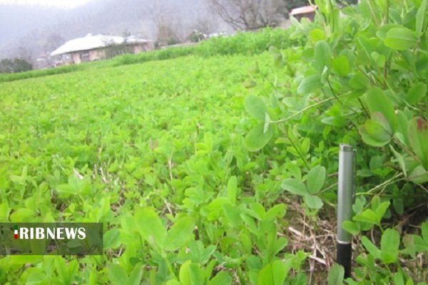 گزارش مکتوب ؛ شالیزارهایی که به خواب نمی روند.