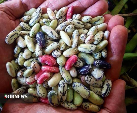 گزارش مکتوب ؛ شالیزارهایی که به خواب نمی روند.