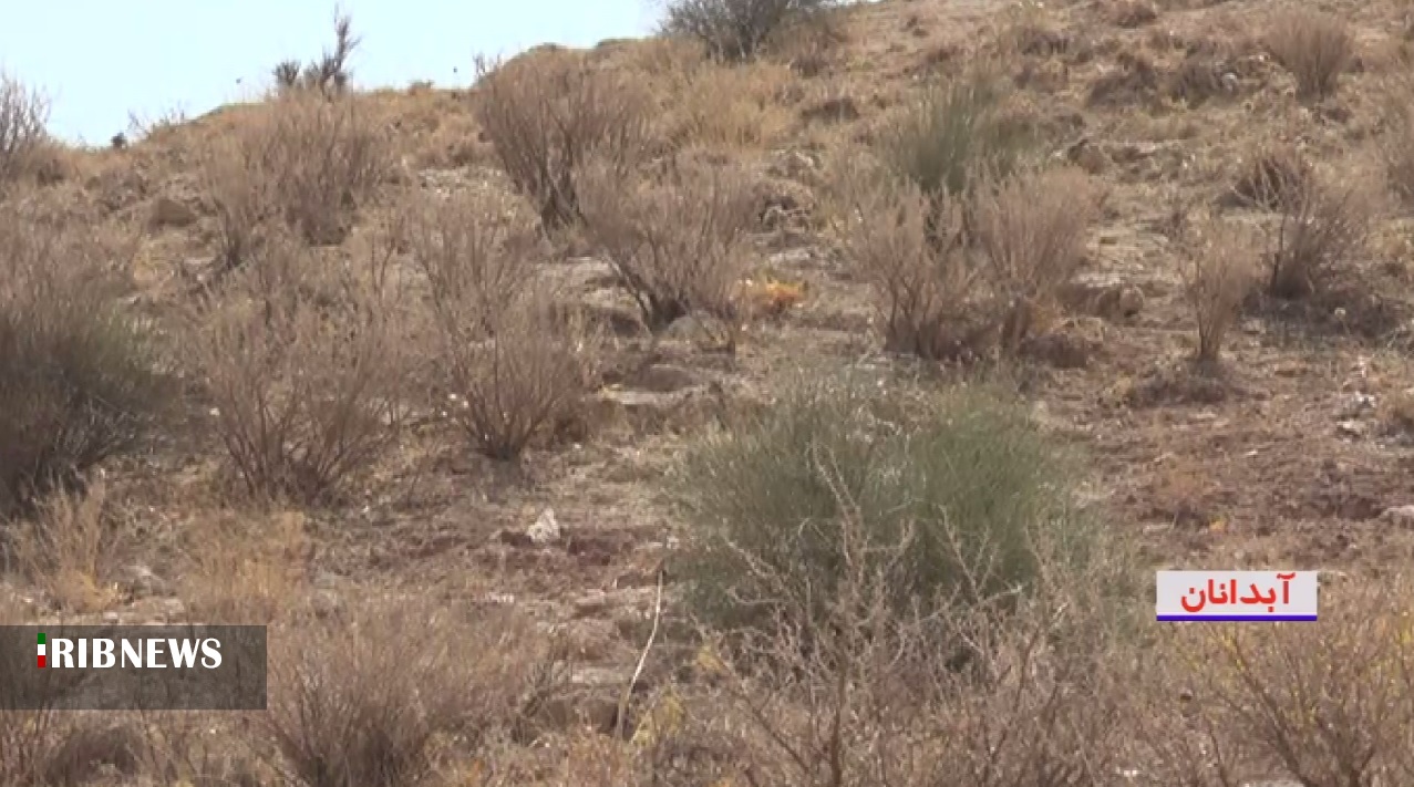 استان ایلام رویشگاه گیاهان طبیعی و دارویی