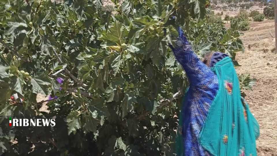 برداشت انجیر از باغات دزپارت برداشت انجیر از باغات دزپارت