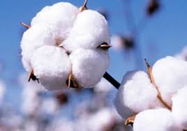 آغاز برداشت طلای سفید در گلستان