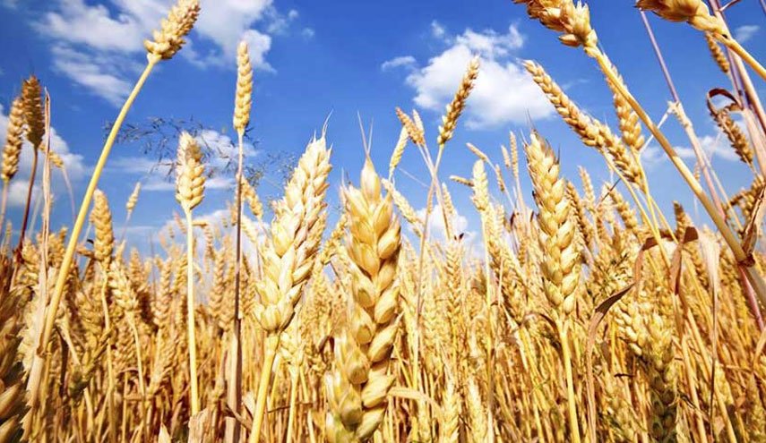 افزایش ۱۲ دلاری قیمت گندم در بازار‌های جهانی