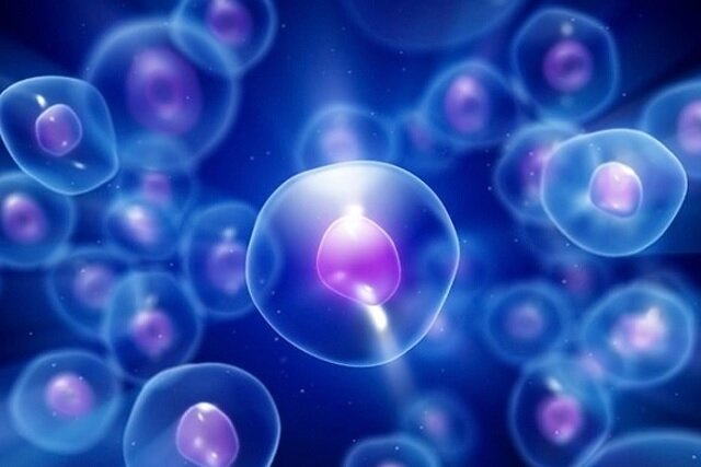 شناسایی اثر مهار یک پروتئین در تمایز سلول‌­های جنینی