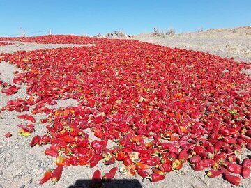 برداشت۱۶۰۰ تن فلفل قرمز در جغتای خراسان رضوی