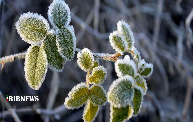 احتمال خسارت به برخی از محصولات زراعی و باغی حساس به سرمای هوا