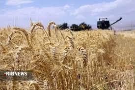 کشت پاییزه ۴۱۶ هزار هکتار گندم در استان همدان کشت پاییزه ۴۱۶ هزار هکتار گندم در استان همدان