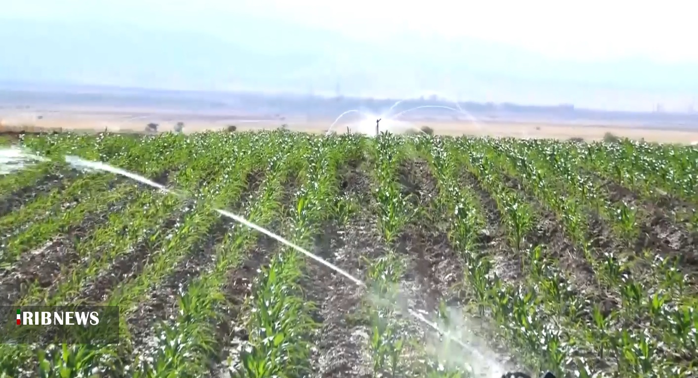 صدور سند تک برگ برای بیش از ۵ هزار هکتار اراضی کشاورزی صدور سند تک برگ برای بیش از ۵ هزار هکتار اراضی کشاورزی