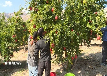تولید 8 هزار تن انار در فیروزکوه
