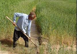 کشت گندم در سطح ۲۷ هزار هکتار از مزارع کشاورزی استان قزوین