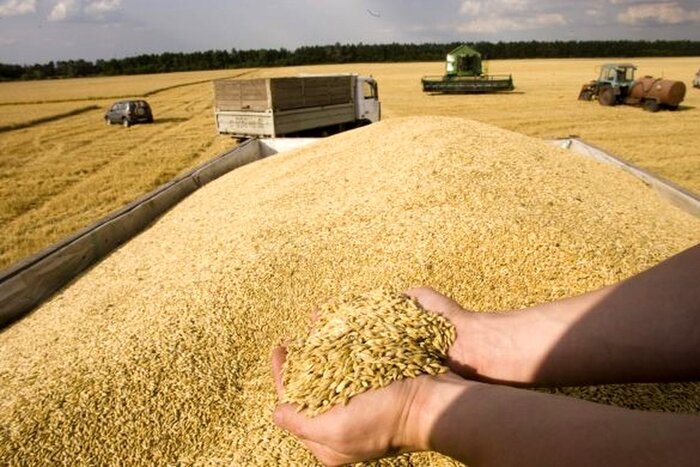 پرداخت تسهیلات برای تولید بذر گندم در خوزستان