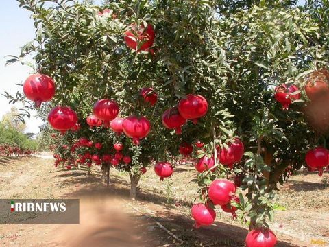 برگزاری جشنواره انار در پاکدشت