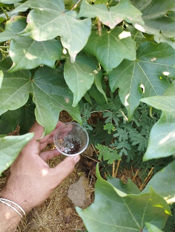 پرواز زنبورهای براکون در مزارع پنبه در خنج