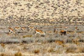 افزایش ۱۰ درصدی شمار آهوان سهرین در زنجان افزایش ۱۰ درصدی شمار آهوان سهرین در زنجان