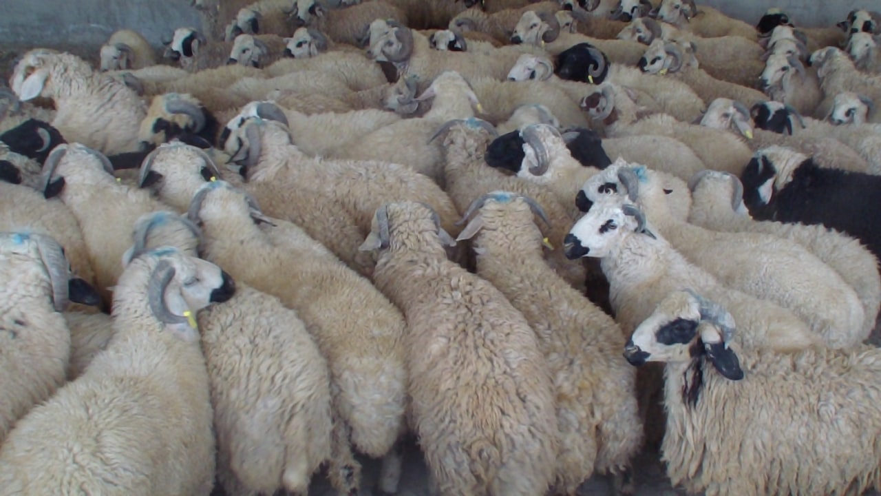 مهار ۵۵۰ راس دام در مرز ارومیه مهار ۵۵۰ راس دام در مرز ارومیه