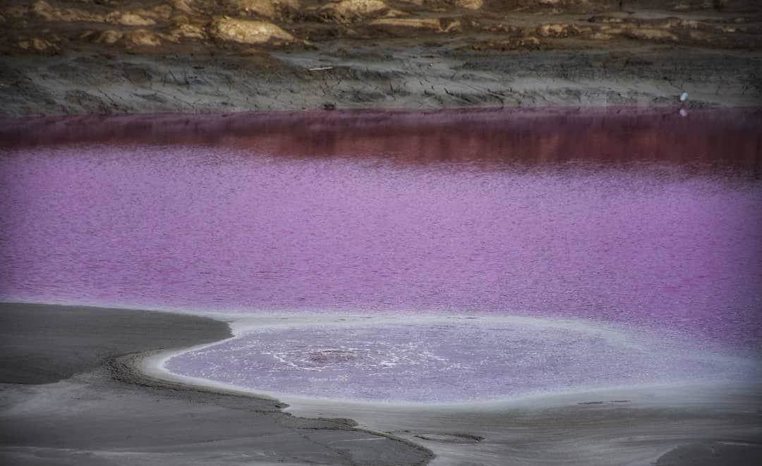 نفتلیچه، گلفشانی بنفش در دل گلستان