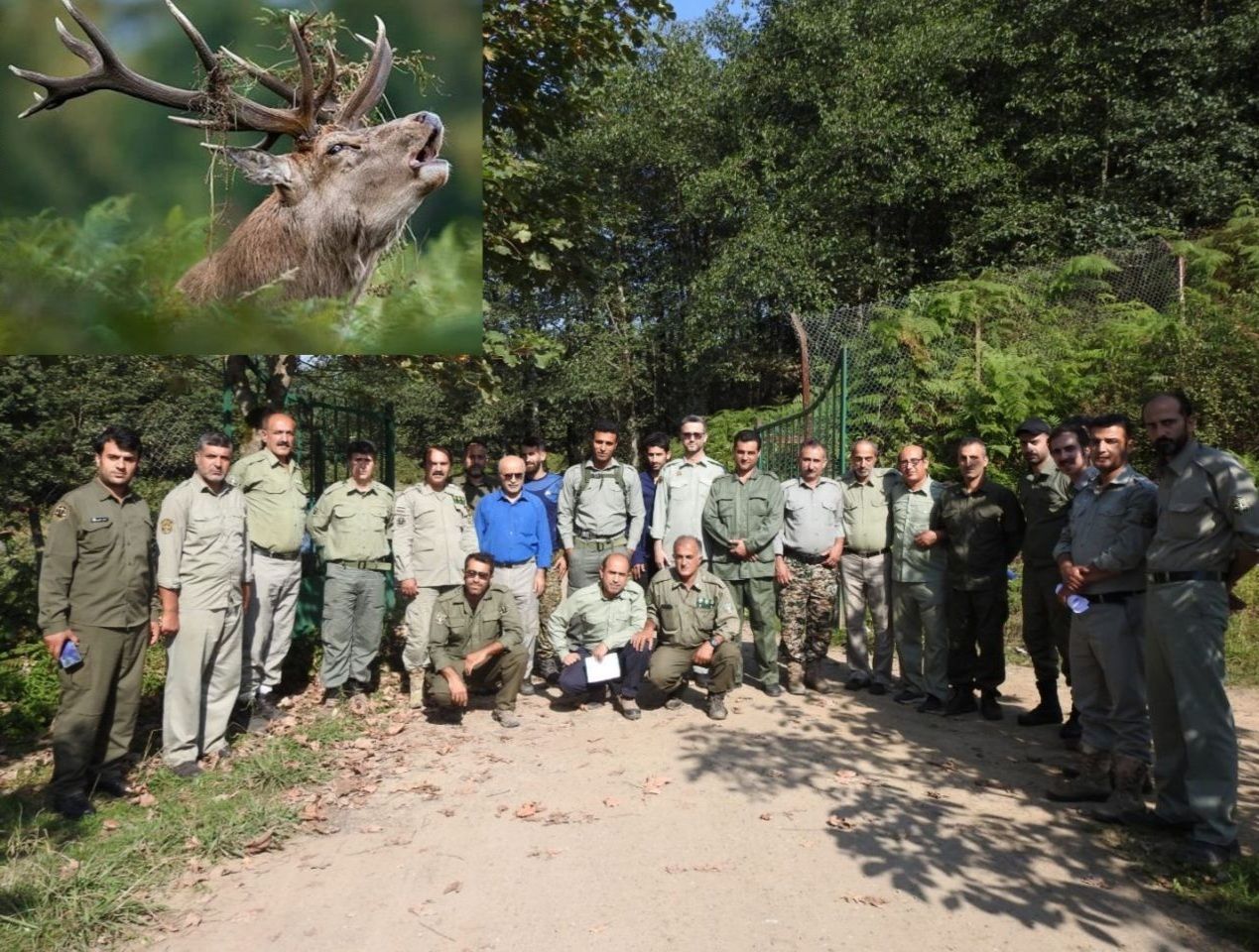 پایان سرشماری مرال در زیستگاههای سیاهکل پایان سرشماری مرال در زیستگاههای سیاهکل