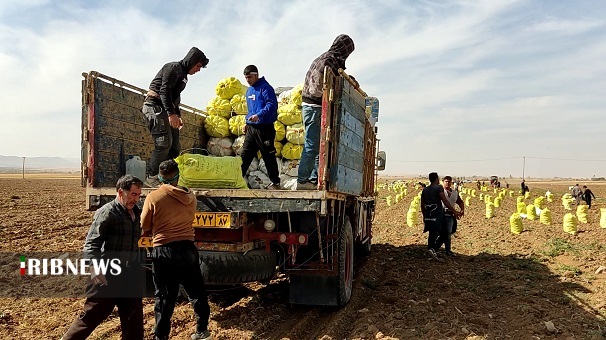 تولید ۶۵ هزار تن سیب زمینی در سلطانیه تولید ۶۵ هزار تن سیب زمینی در سلطانیه