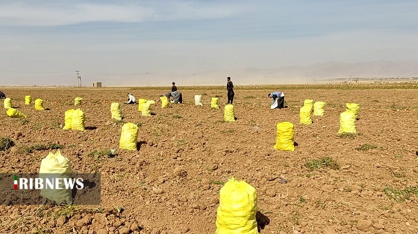 تولید ۶۵ هزار تن سیب زمینی در سلطانیه تولید ۶۵ هزار تن سیب زمینی در سلطانیه