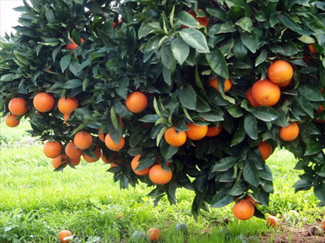 پیش‌بینی تولید ۱۶ هزار تن نارنگی در قائم شهر