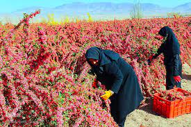 آغاز برداشت زرشک از باغ‌های شهرستان برخوار