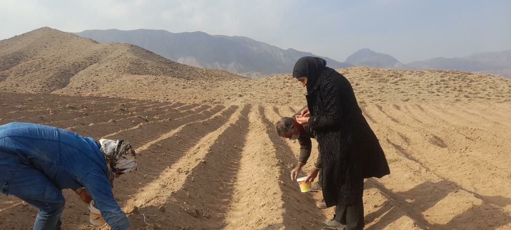 آغاز کشت گیاه دارویی آنغوزه در بخش کدکن
