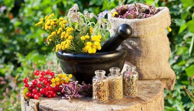 ۵۰ گونه از گیاهان دارویی در خراسان رضوی قابلیت بهره برداری اقتصادی دارد