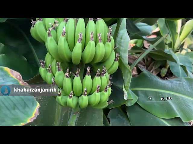 کشت نخستین محصول گلخانه ای موز و پاپایا در استان زنجان کشت نخستین محصول گلخانه ای موز و پاپایا در استان زنجان