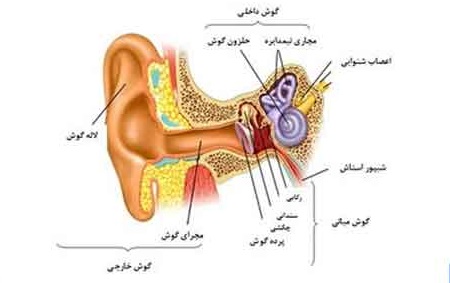 وقتی گوشها به صدا در میآیند... علل وزوز گوش ساختمان گوش و علل وزوز گوش