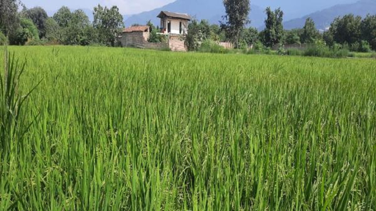 برداشت ۶ تن برنج در هکتار در مزارع خشکه کاری گلوگاه