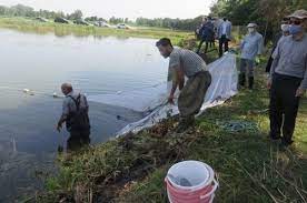 رها سازی کپور ماهیان در تالاب انزلی