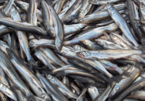 کاهش صید ماهیان کیلکا در دریای خزر کاهش صید ماهیان کیلکا در دریای خزر