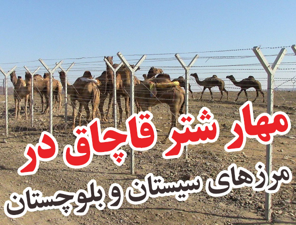 مهار ۳۹ نفر شتر قاچاق در مرز سراوان مهار ۳۹ نفر شتر قاچاق در مرز سراوان