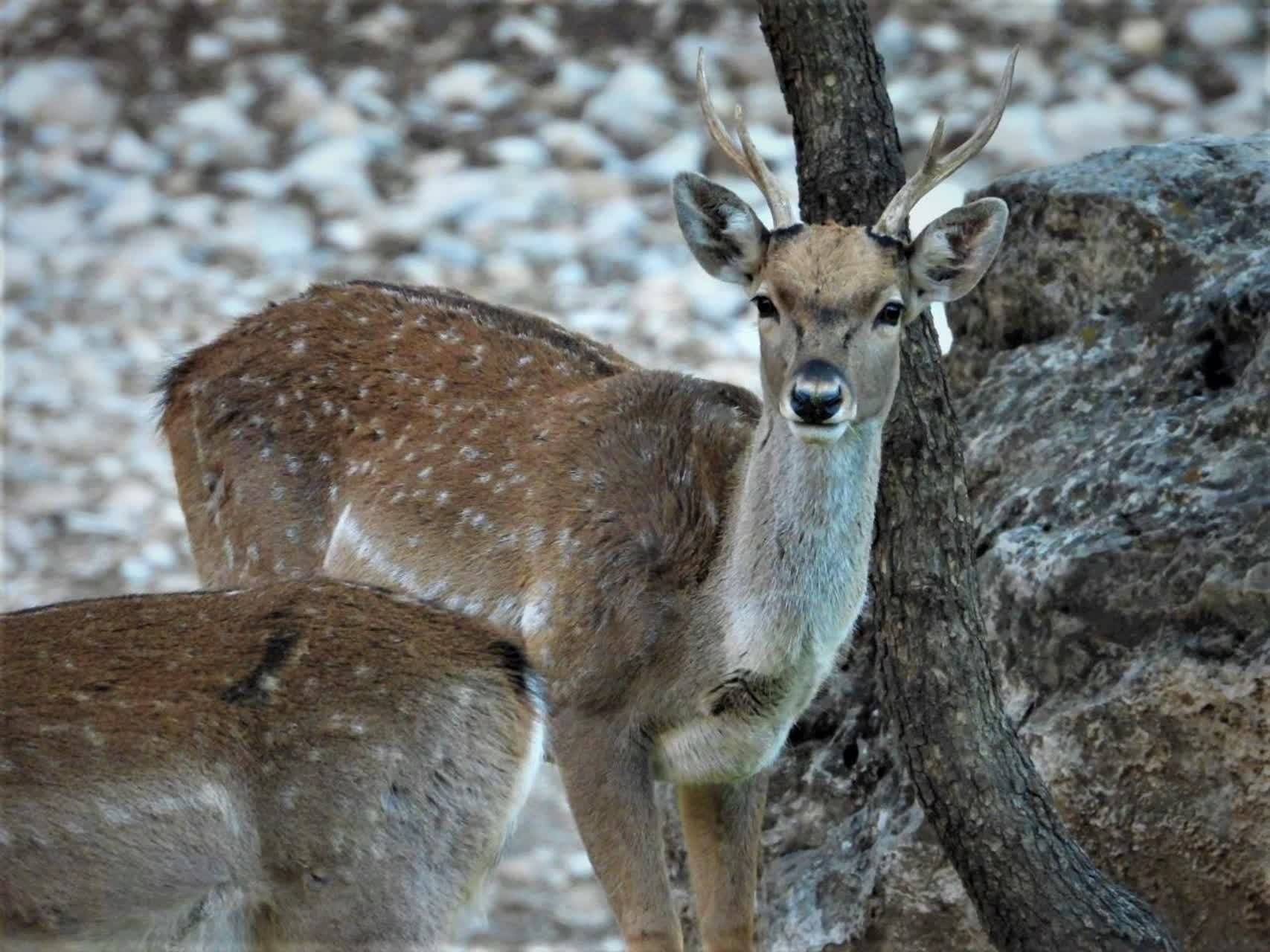 انتقال گوزن زرد ایرانی به پارک های ملی دز و کرخه انتقال گوزن زرد ایرانی به پارک های ملی دز و کرخه