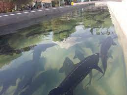 استحصال خاویار برای نخستین بار در خراسان رضوی در سبزوار استحصال خاویار برای نخستین بار در خراسان رضوی در سبزوار