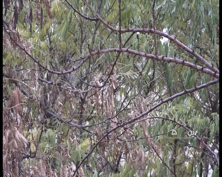 نخستین برف پاییزی در رزن