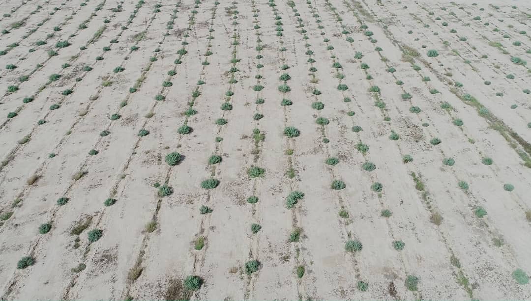 کشت نهال در ۵۰۰ هکتار از مراتع گنبدکاووس