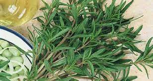 ترخون با خاصیت‌های بی شمار و بی نظیر