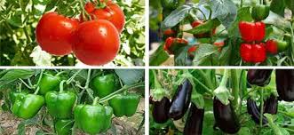 برنامه ریزی برای بهره برداری از ۶۰۰ هکتار گلخانه در اردبیل