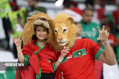 شیر طلایی مراکشی در قطر