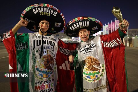 شیر طلایی مراکشی در قطر