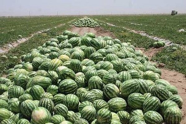 برداشت هندوانه از مزارع هرمزگان برداشت هندوانه از مزارع هرمزگان